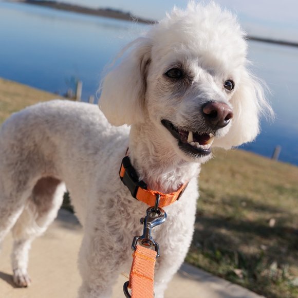 Lof Red Classic Dog Collar (S/M/L) - Picture 5 of 7